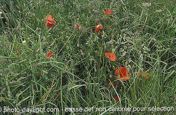 coquelicots